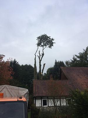 D. Ehlert Garten- & Landschaftsbau