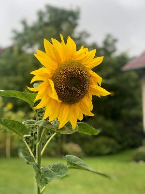 Grün- und Gartenpflege Jonathan Wenzel
