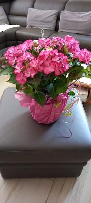 Schlüter Blumen und Floristik