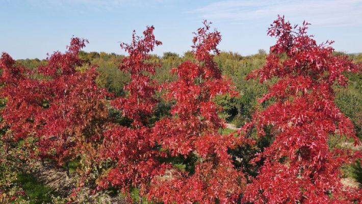 Gartenschmiede Schmiedeskamp