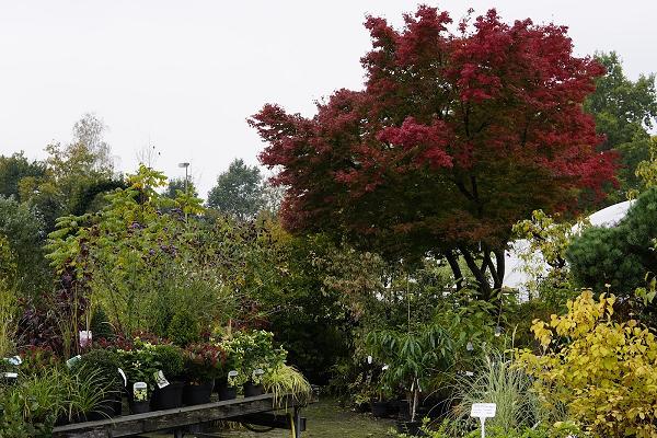 (Großhandel) Baumschule Wolfgang Jurgelucks