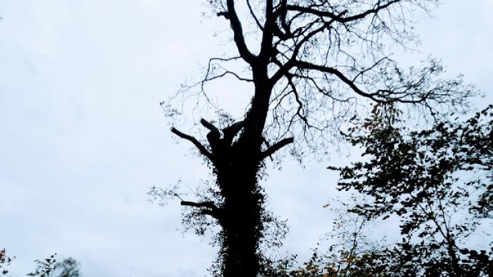 DAVID Gartengestaltung