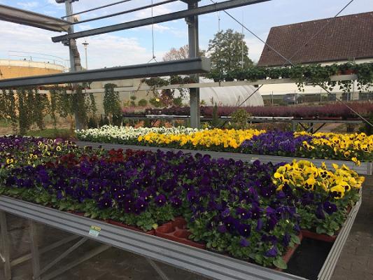 Schniggendiller Gartenbau