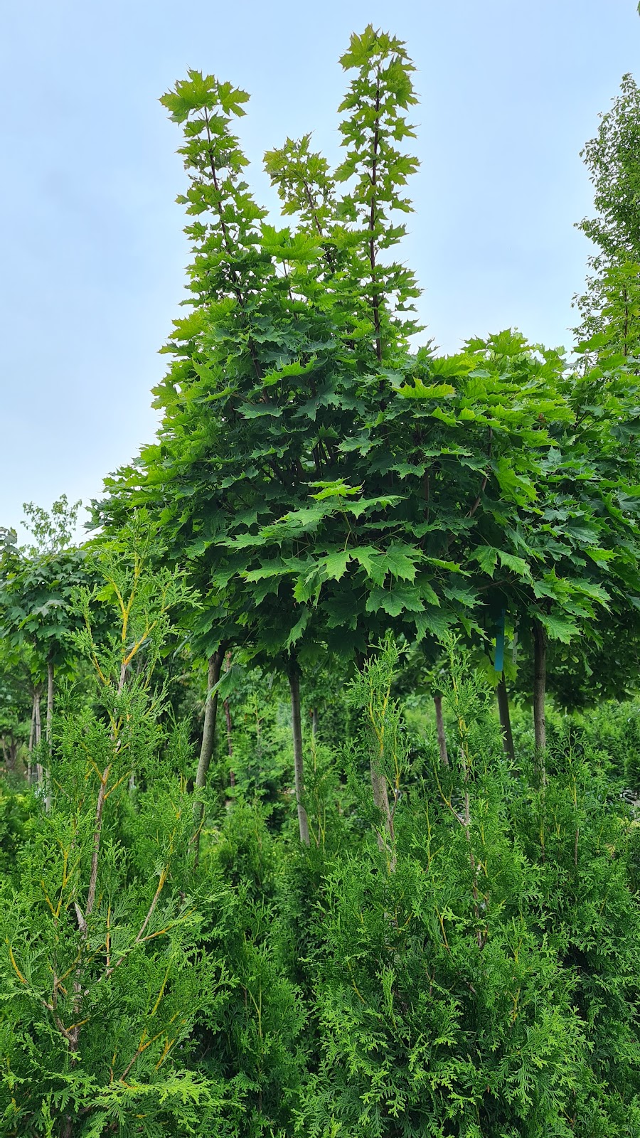 682f238d02640
