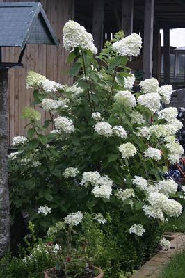 GARTEN JANZEN