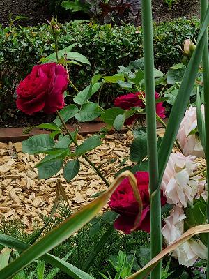 682f24130dd55