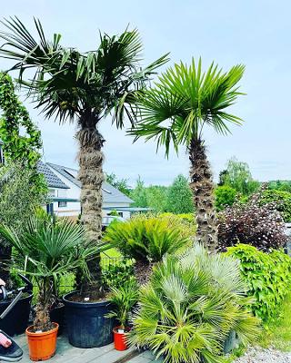 Daniel Rother Palmenverkauf