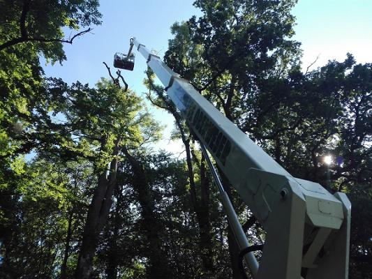 BAUMPFLEGE OBERWESER Thomas Helmchen