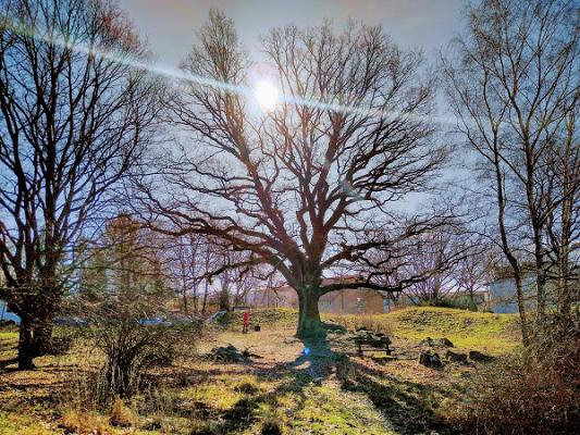 Volker Delker Baumpflege