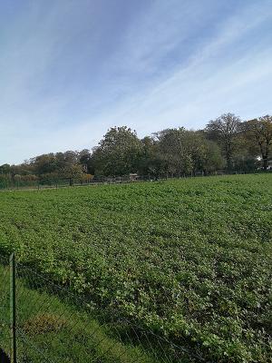 Garten- u. Landschaftsbau Nowak