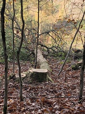 Daub Garten- und Landschaftsbau GmbH