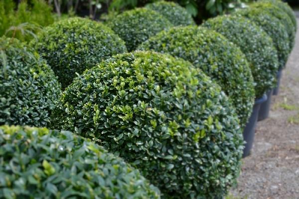 Zöller Gartengestaltung und Pflanzen