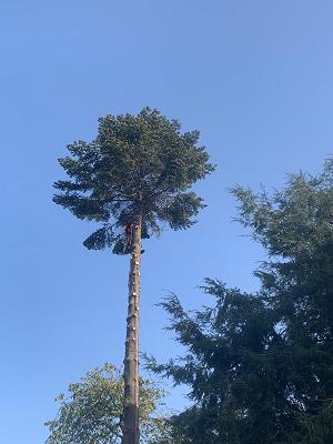 Buschhaus Baum- und Gartenservice