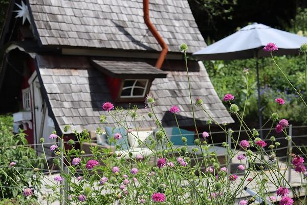 Wildblütenkonfetti Naturgartenplanung&Gärtnerei