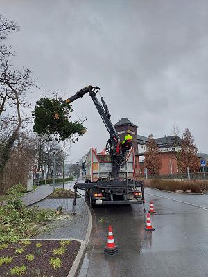 Kambium Baumpflege und Baumfällung