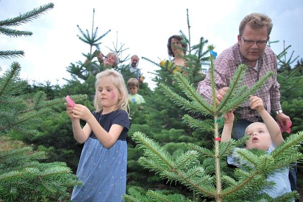 Weihnachtsbaumhof Tacke