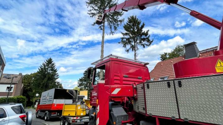 Baumdienst Ramer GmbH | Baumpflege & Baumfällung