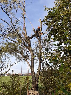 Baumservice Westfalen