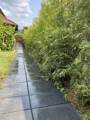 Alice u Theodor Reinhard