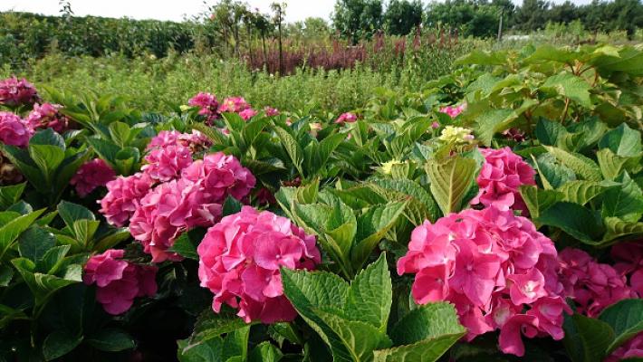 Baumschule von der Straten, Inh. Dorothe von der Straten