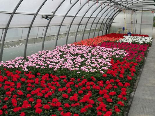 Stöcker Stauden - Ihr Paradies für Pflanzenliebhaber