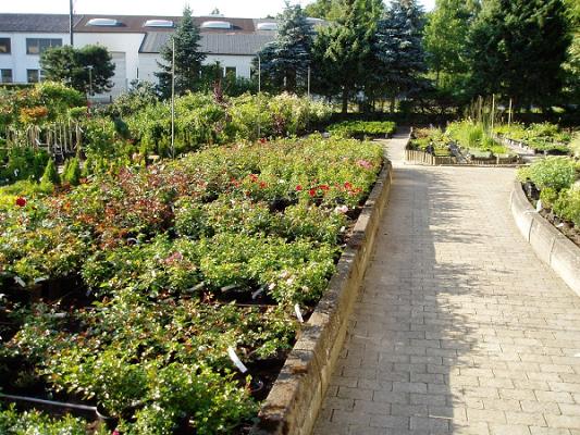 Baumschulen Lattrich GbR