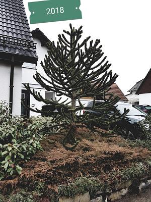 Markus Schäfer Garten- und Landschaftsbau