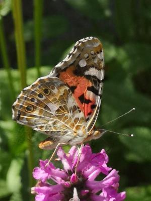 Sauerländer Blütengarten