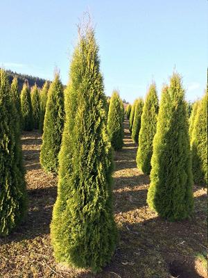 Werner Kiehsler, Baumschulen