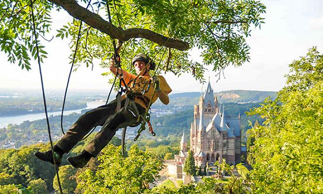 Baumdienst Siebengebirge Baumfällung Bonn / Köln