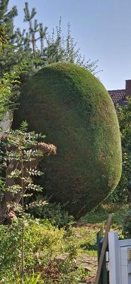 Dardan Morina Gartenpflege