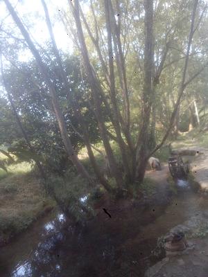 TGHs Garten- und Heimwerkerservice Tobias Guckenbiehl