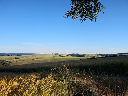 DIE WIESE – naturnahe Gärten GmbH