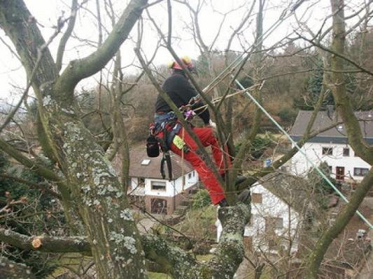 Baumpflege Clüsserath