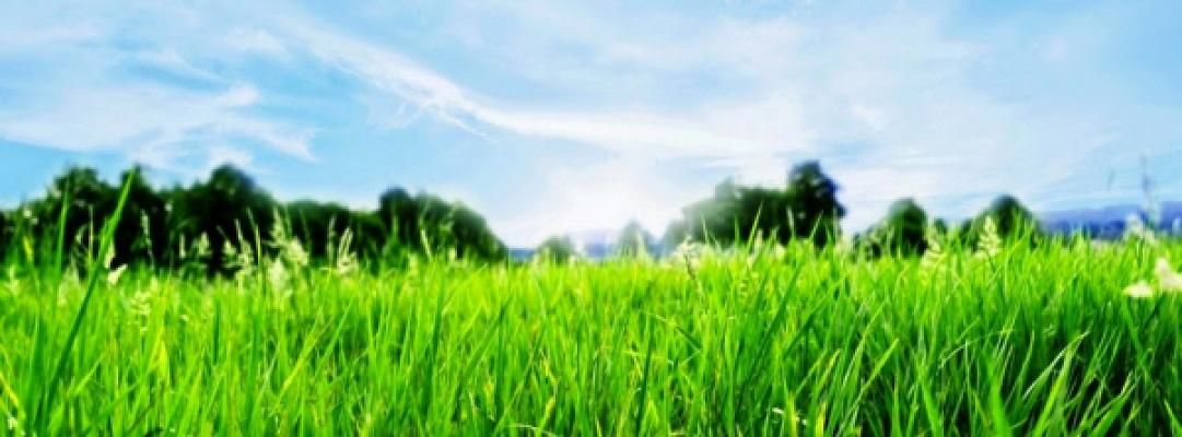 Blumen Karl Steffen Inh. Barbara Stüber