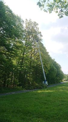 Baumpflege Kultur Stein