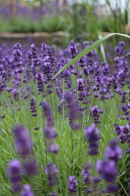 Burelbach Garten + Landschaftsdesign