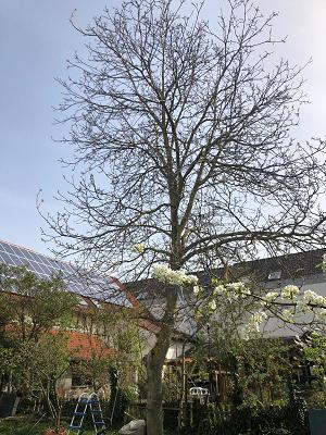MLDienstleistungen - Gartenarbeiten - Baumfällungen - Baumpflege