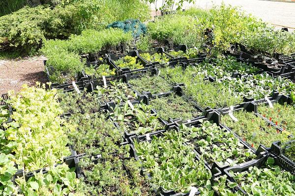 Bioland-Gärtnerei Wildpflanzen Gärtnerei Strickler GbR