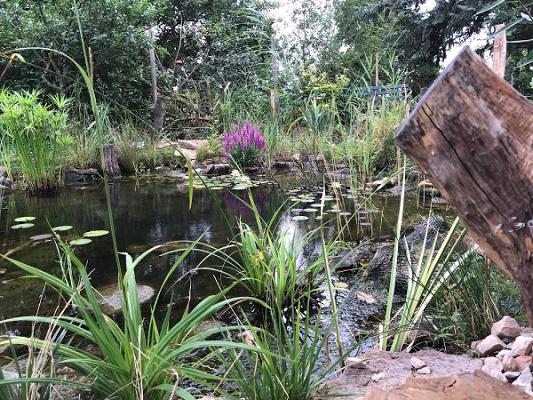Die Feldhecke - Naturgarten und Biotopbau