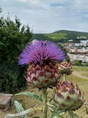Essbare Garten am Klopp