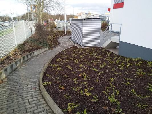 Evergreen-Gartenservice