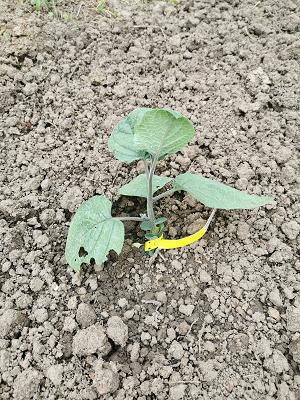 Christian Wach Gartenpflege