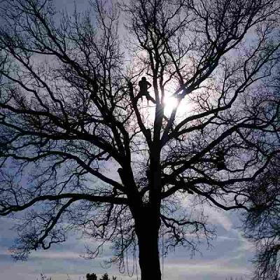Baumdienst Werder RoPe-Baumpflege und Gartengestaltung Roland Peiker