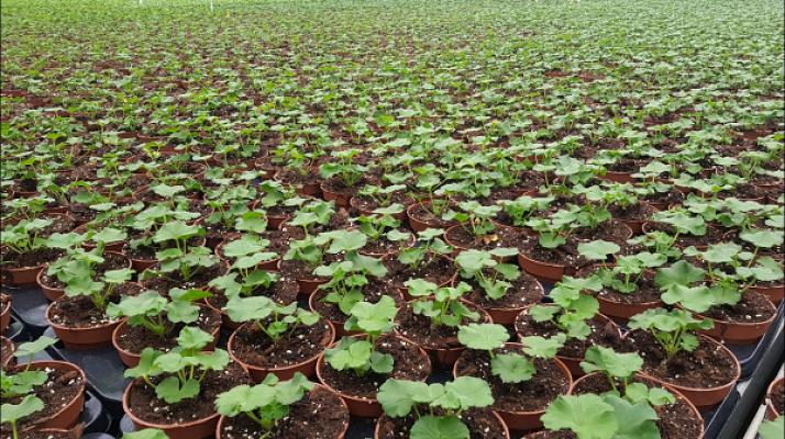 Beckmann Gartenbau Gönnebek