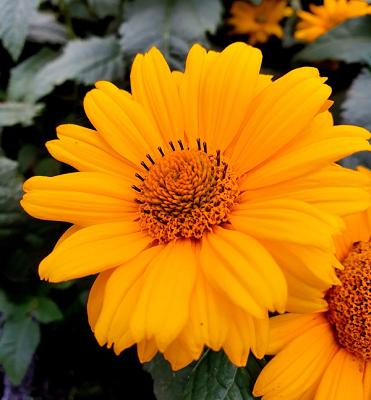 Bull Gartenbau, Inh. Hartwig Bull