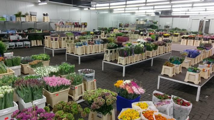 Blumen-Abholmarkt 16 GmbH