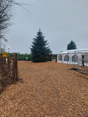 Tannenbaumschonung Neumünster-Gadeland