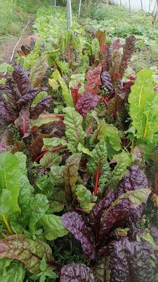 Kameruner Garten