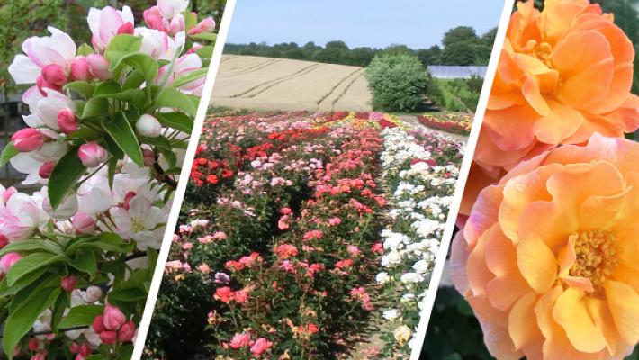 BAUM- & ROSENSCHULE H. Clausen